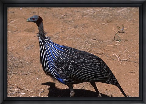 Framed Vulturine Guinea Fowl, Kenya Print