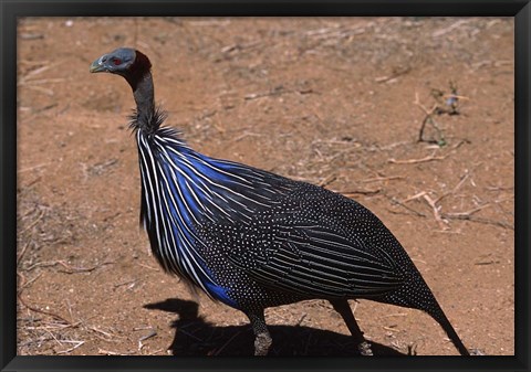 Framed Vulturine Guinea Fowl, Kenya Print