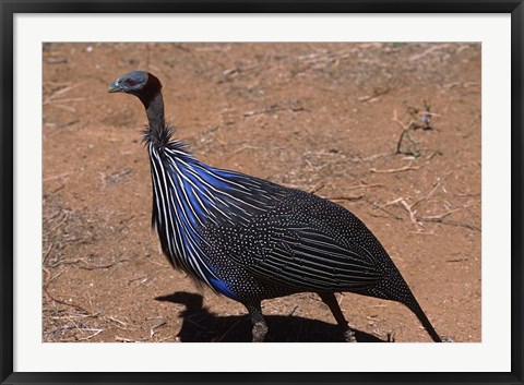 Framed Vulturine Guinea Fowl, Kenya Print