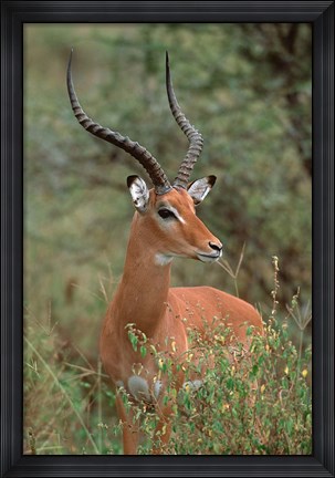 Framed Wild Male Impala, Tanzania Print