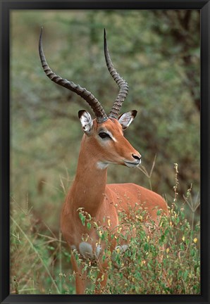 Framed Wild Male Impala, Tanzania Print