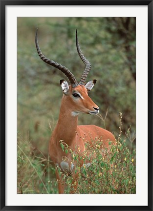 Framed Wild Male Impala, Tanzania Print