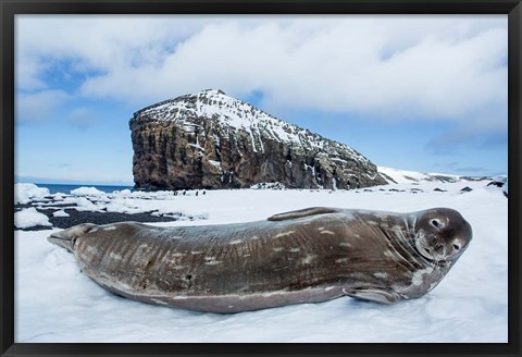 Framed Weddell Seal resting on Deception Island, Antarctica Print