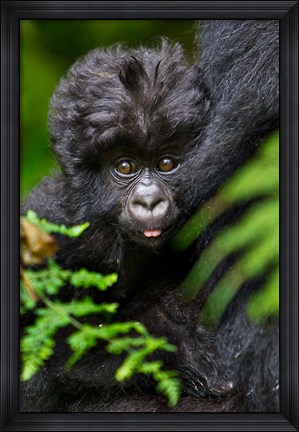 Framed Umubano Group Of Mountain Gorillas, Volcanoes National Park, Rwanda Print