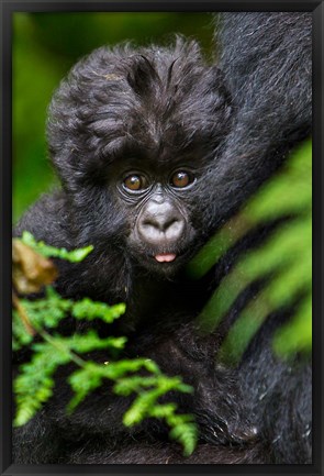 Framed Umubano Group Of Mountain Gorillas, Volcanoes National Park, Rwanda Print