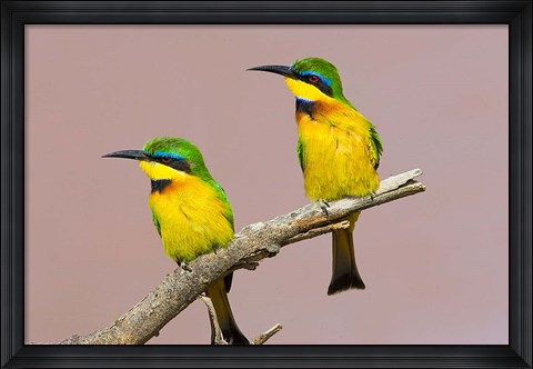 Framed Two little bee-eater birds on limb, Kenya Print