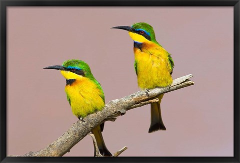 Framed Two little bee-eater birds on limb, Kenya Print