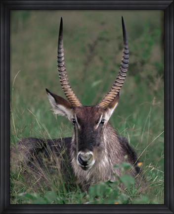 Framed Waterbuck, Kenya Print