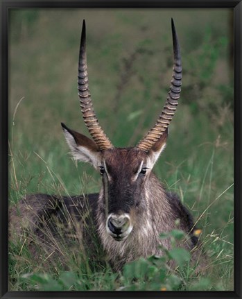 Framed Waterbuck, Kenya Print