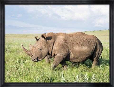 Framed White rhinoceros, Ceratotherium simum, Kenya, Africa Print