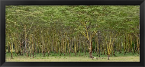 Framed Yellow Fever Tree, Lake Nakuru National Park, Kenya Print