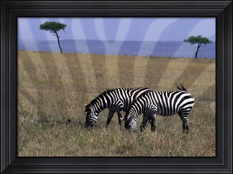 Framed Zebra on the Serengeti, Kenya Print