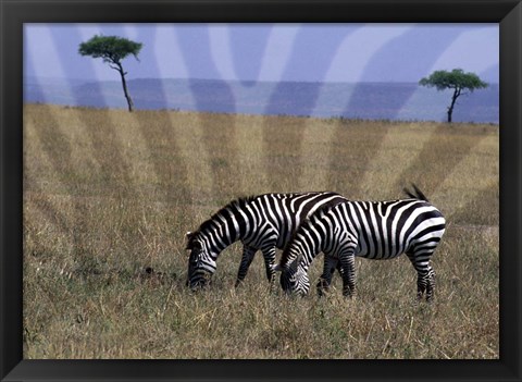 Framed Zebra on the Serengeti, Kenya Print