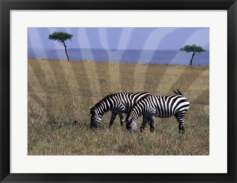 Framed Zebra on the Serengeti, Kenya Print