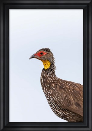 Framed Yellow-necked Spurfowl, Lewa, Kenya Print
