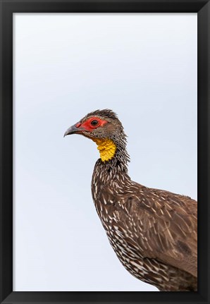 Framed Yellow-necked Spurfowl, Lewa, Kenya Print