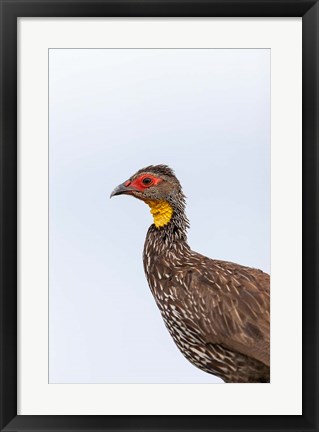 Framed Yellow-necked Spurfowl, Lewa, Kenya Print