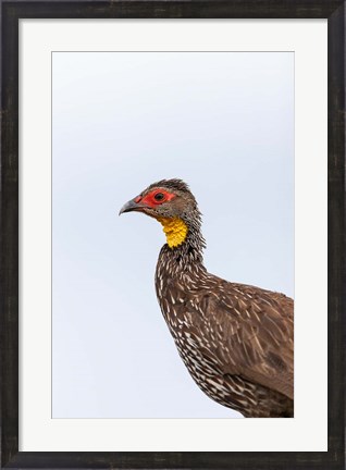 Framed Yellow-necked Spurfowl, Lewa, Kenya Print