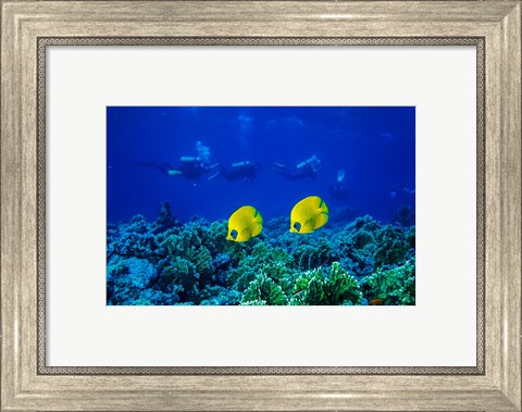 Framed Yellow Butterflyfish with Scuba Divers, Red Sea, Egypt Print