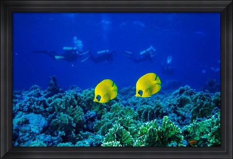Framed Yellow Butterflyfish with Scuba Divers, Red Sea, Egypt Print
