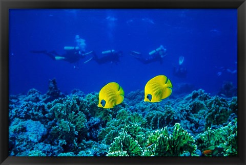 Framed Yellow Butterflyfish with Scuba Divers, Red Sea, Egypt Print