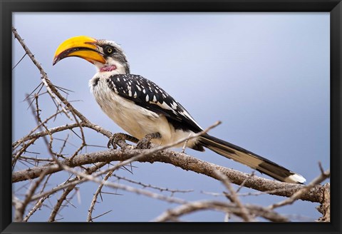 Framed Yellow-billed Hornbill perched in tree, Samburu Game Reserve, Kenya Print