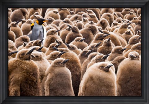 Framed Young King Penguin Chicks in Brown Coats, South Georgia Island, Antarctica Print