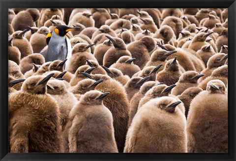 Framed Young King Penguin Chicks in Brown Coats, South Georgia Island, Antarctica Print