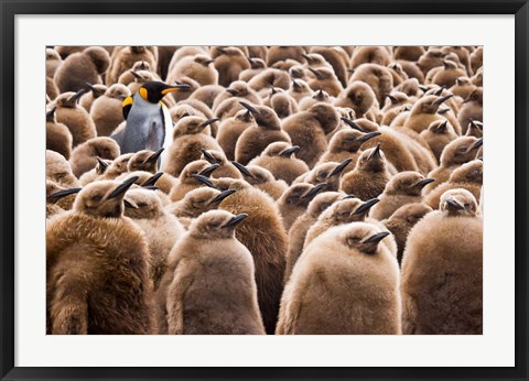 Framed Young King Penguin Chicks in Brown Coats, South Georgia Island, Antarctica Print