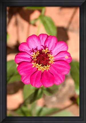 Framed Zinnia flower, Antananarivo, Madagascar Print