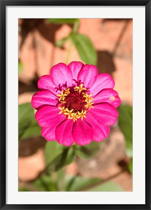 Framed Zinnia flower, Antananarivo, Madagascar Print