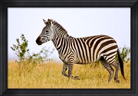 Framed Zebras Herding in The Fields, Maasai Mara, Kenya Print