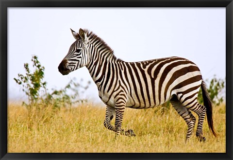 Framed Zebras Herding in The Fields, Maasai Mara, Kenya Print