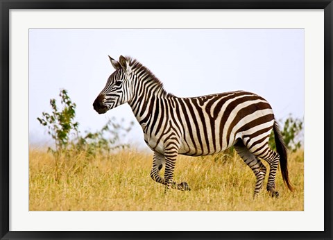 Framed Zebras Herding in The Fields, Maasai Mara, Kenya Print