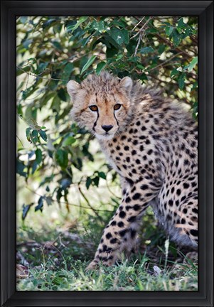 Framed Young cheetah resting beneath bush, Maasai Mara, Kenya Print