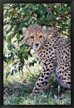 Framed Young cheetah resting beneath bush, Maasai Mara, Kenya Print