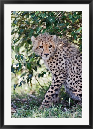 Framed Young cheetah resting beneath bush, Maasai Mara, Kenya Print