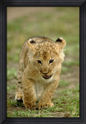 Framed Young lion cub, Masai Mara Game Reserve, Kenya Print