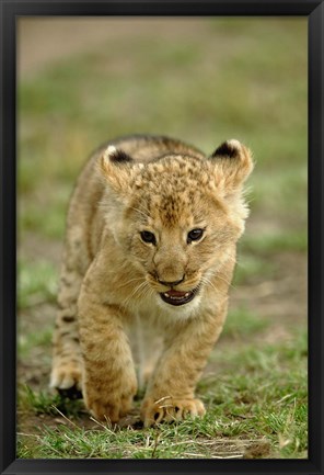 Framed Young lion cub, Masai Mara Game Reserve, Kenya Print