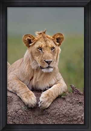 Framed Young male lion on termite mound, Maasai Mara, Kenya Print