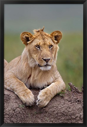 Framed Young male lion on termite mound, Maasai Mara, Kenya Print