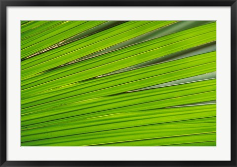 Framed Young Cocode Merleaf, Vallee de Mai, Praslin Island, Seychelles, Africa Print