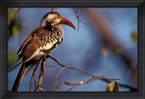 Framed Zimbabwe, Hwange NP, Red-billed hornbill bird Print