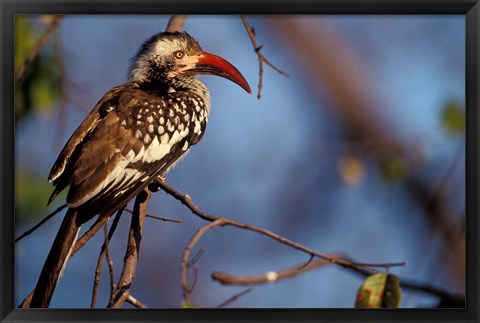 Framed Zimbabwe, Hwange NP, Red-billed hornbill bird Print