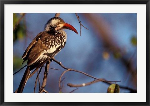 Framed Zimbabwe, Hwange NP, Red-billed hornbill bird Print