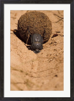 Framed Zimbabwe. Dung Beetle insect rolling dung ball Print