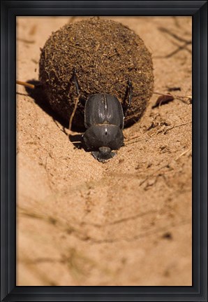 Framed Zimbabwe. Dung Beetle insect rolling dung ball Print