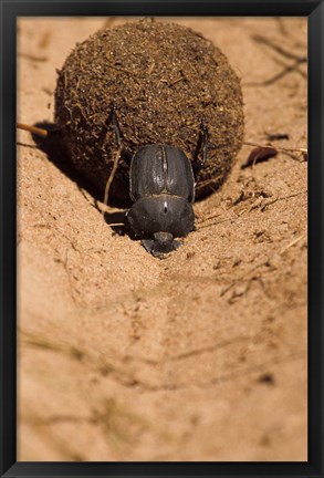 Framed Zimbabwe. Dung Beetle insect rolling dung ball Print