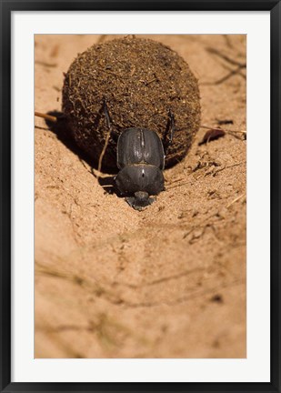 Framed Zimbabwe. Dung Beetle insect rolling dung ball Print