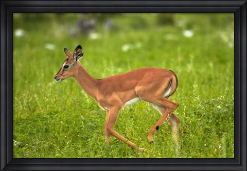 Framed Young Black-faced impala, Etosha National Park, Namibia Print